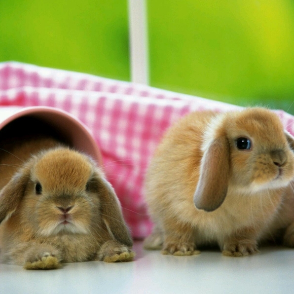 Meet your Posher, Linda : D - Picture 6 of 8